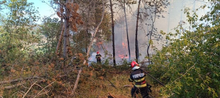 Incendiile de vegetație fac ravagii, în Tulcea