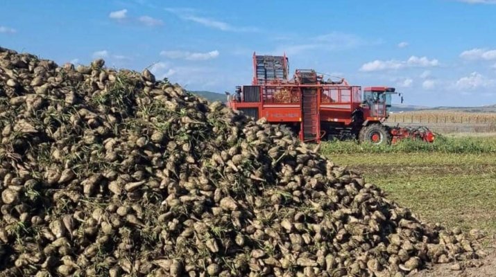 Cultivatorii de sfeclă de zahăr pot primi până la 1,5 milioane de euro pentru achiziţia de utilaje agricole