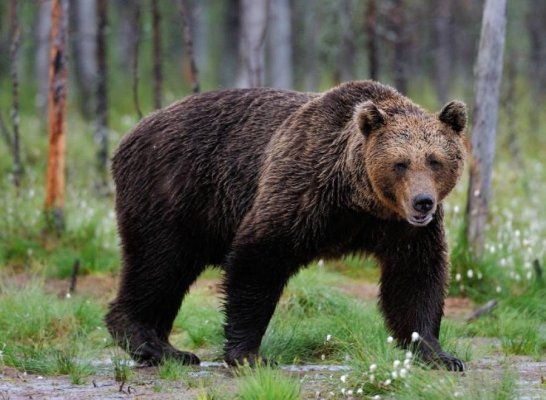 Doi soţi au ajuns la spital, după ce au fost atacați de un urs, la Slănic Moldova