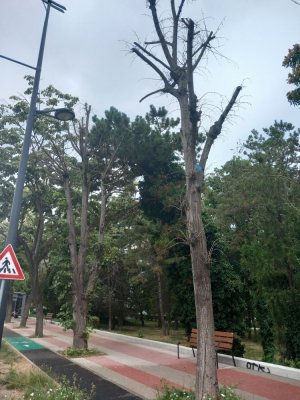 Primăria Constanța intervine asupra copacilor pentru siguranța cetățenilor