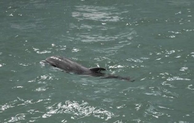 A murit puiul de delfin Baby, născut în captivitate la Constanța
