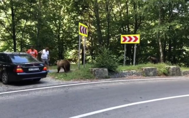 Doi bărbați, atacați de un urs pe care îl hrăneau, pe Transfăgărășan. Video 