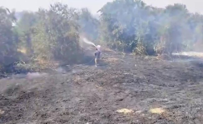 Incendiu în Delta Dunării, în zona Chilia Veche. Video