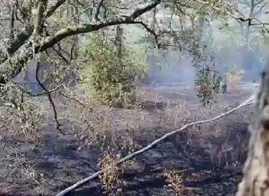 Incendiu de vegetație uscată, în localitatea Babadag. Video