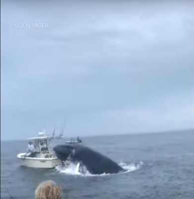 O balenă a răsturnat o barcă şi a aruncat doi oameni în apă, în Statele Unite ale Americii
