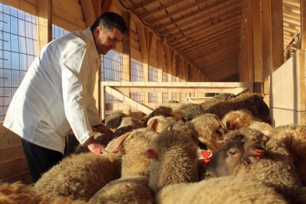Sute de capre sacrificate la Sinoe, din cauza pestei micilor rumegătoare