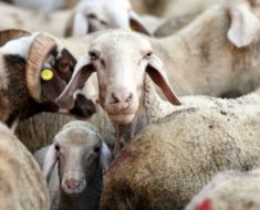 Sute de oi și capre sacrificate la Topalu, din cauza pestei micilor rumegătoare