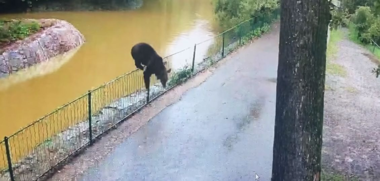 Un urs a sfâșiat o căprioară la Grădina Zoologică din Târgu Mureș. Video