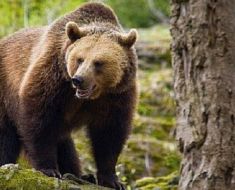 S-a decis care este cota de urși bruni care vor fi uciși în 2024 și 2025