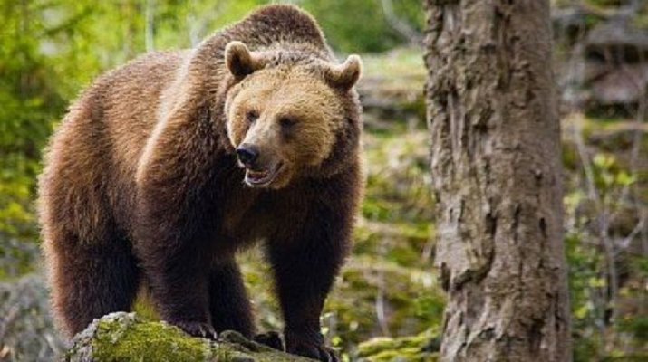 Ursul agresiv care a ucis o tânără pe traseul Jepii Mici a fost împuşcat