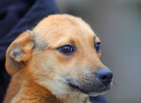 Încă un cățel de la Adăpostul Public de Animale Abandonate și-a găsit familia!