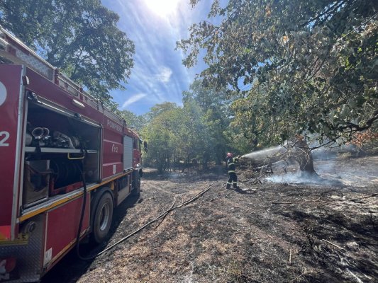 Incendii de vegetație pe raza județului Tulcea. Video