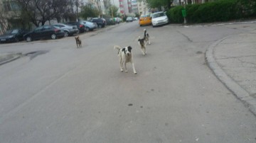 Un MAIDANEZ a fost găsit ÎNJUNGHIAT într-o scară de bloc din capitală! Suspectul faptei, audiat de poliţişti!