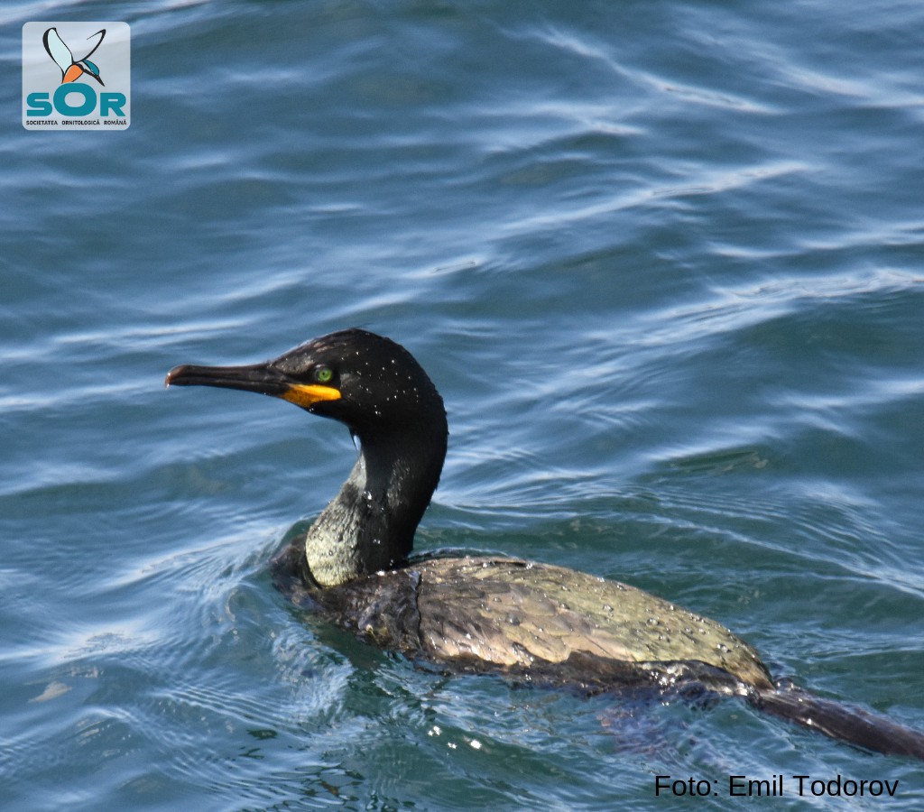 O nouă specie de cormoran, în premieră, în România! A ales Portul Constanța!