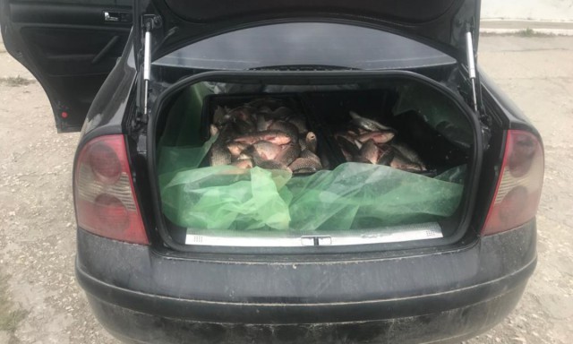 Constanţa. Peste 200 kg peşte, transportate fără documente legale, confiscate de poliţiştii de frontieră