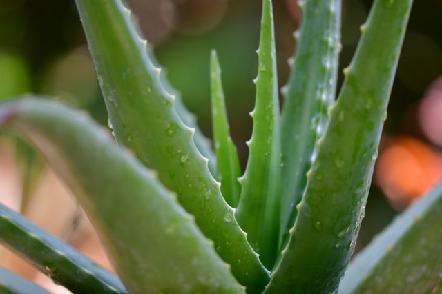 Aloe vera, unul dintre elixirele tinereții