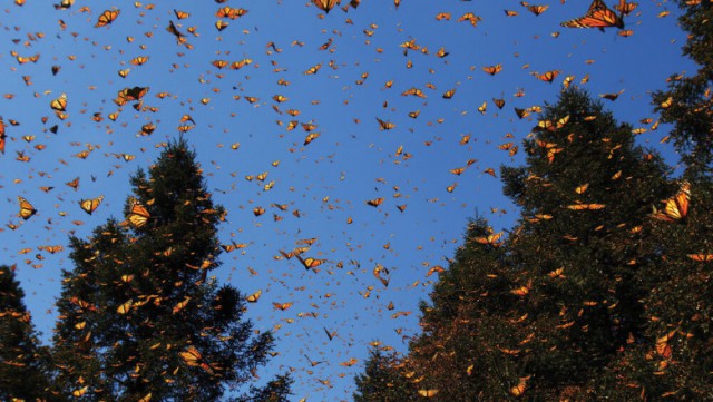 Populația de fluturi monarh, care migrează peste 3.000 km pentru a hiberna în Mexic, a scăzut cu un sfert