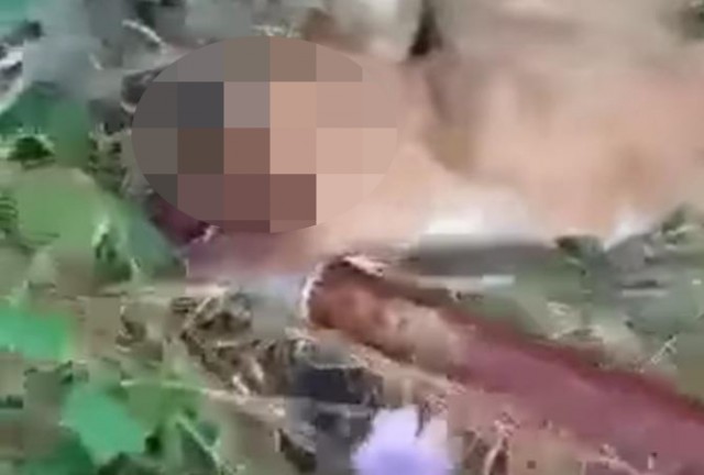 Doi COPII, anchetați de polițiști după ce au MALTRATAT și UCIS mai mulți căţei. VIDEO