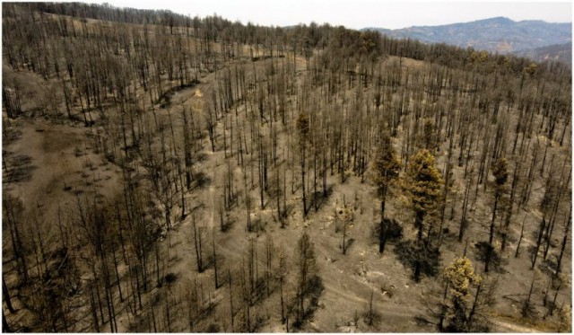 Vești bune din Grecia. Toate incendiile sunt acum sub control