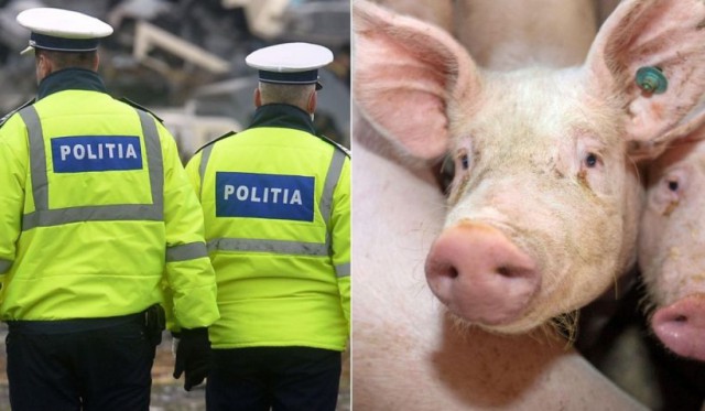 Mai mulţi poliţişti au făcut cereri pentru a primi porci de Crăciun