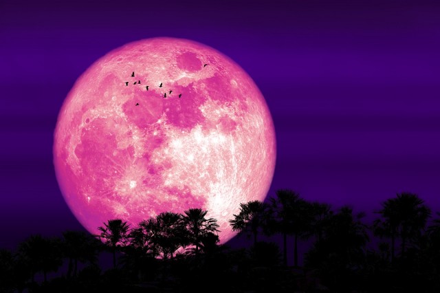 Luna roz este cea mai importantă lună plină a primăverii!