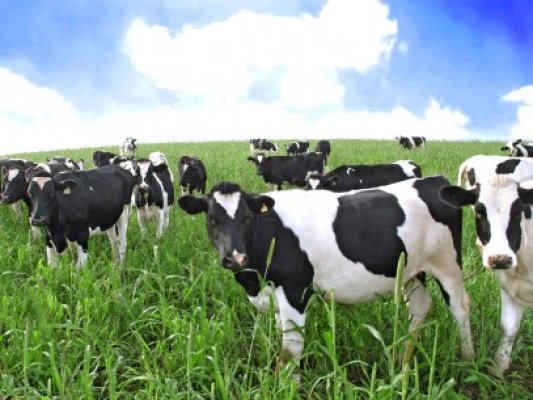 UE exclude fermele de bovine de la regulile privind emisiile poluante ale activităţilor agricole şi industriale